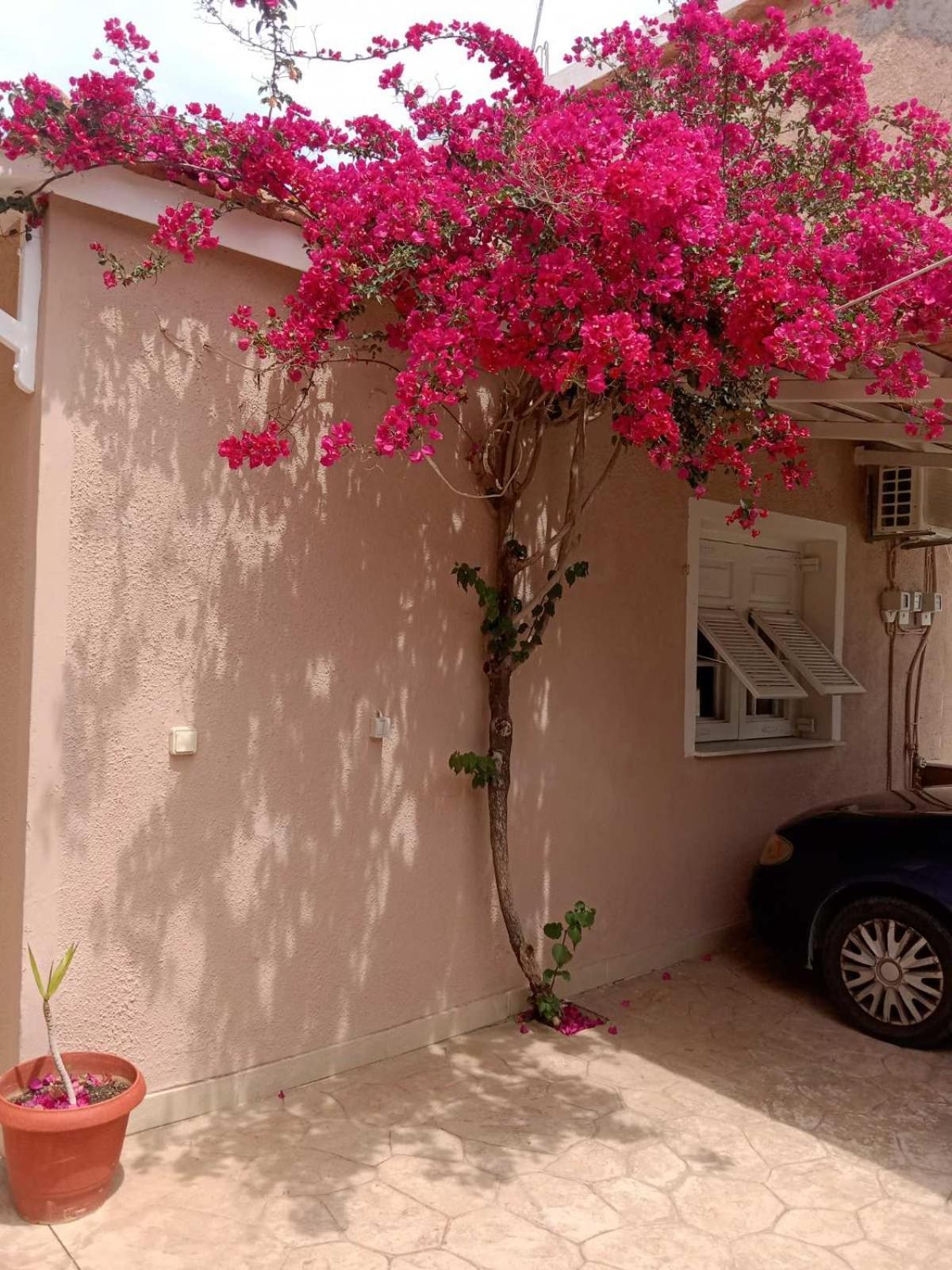 Menegis Apartment Zakynthos Exterior foto
